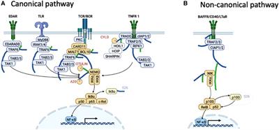 Skin manifestations of inborn errors of NF-κB